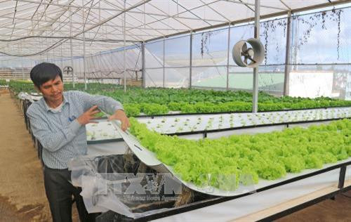 Ông Trần Huy Đường bên trong vườn rau khí canh của trang trại. Ảnh: Nguyễn Dũng - TTXVN