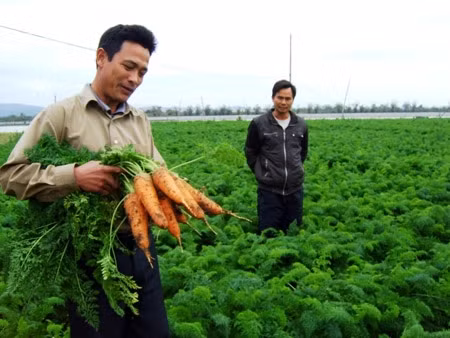 Nông dân Hải Dương thu hoạch cà rốt