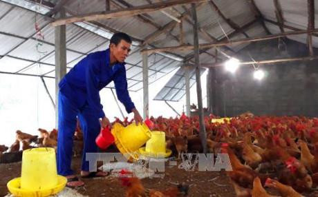 Nuôi gà theo hướng an toàn sinh học