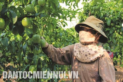 Nhờ khí hậu, thổ nhưỡng phù hợp, nông dân vùng ven thị xã Gia Nghĩa phát triển mạnh các loại cây ăn trái có giá trị kinh tế cao như: sầu riêng, chanh dây…