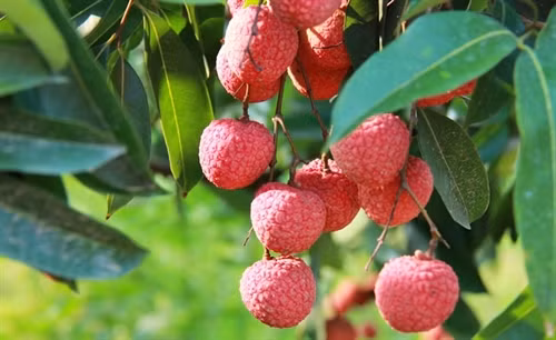 Áp dụng đúng kỹ thuật trồng cây vải thiều sẽ giúp đảm bảo năng suất chất lượng nông sản, hạn chế sâu bệnh