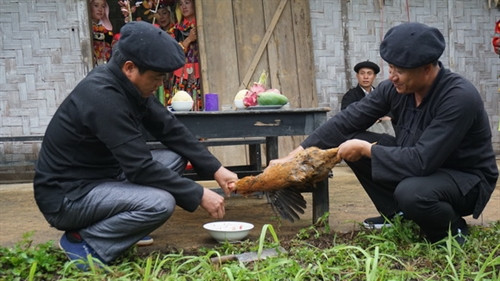 Trước khi vào lễ chính, trưởng họ mời thầy cúng tiền hành lễ trình tổ tiên với nghi thức cắt tiết gà Thầy cúng làm lễ báo cáo và mời tổ tiên về dự lễ và hưởng lễ vật con cháu dâng lên Điểm độc đáo trong trong nghi lễ này là những nam thanh niên khỏe mạnh buộc cỏ cây hoa lên lên người hóa trang thành Ma Cỏ để nhảy múa. Trống đồng là nhạc cụ duy nhất trong lễ cúng tổ tiên của người Lô Lô Các cô gái múa nghi lễ cùng Ma Cỏ theo nhịp trống đồng rộn rã tại bãi đất trống trước nhà giữa các phần cúng của thầy cúng Nghi lễ kết thúc, người trong gia đình đi mời rượu những người tham gia