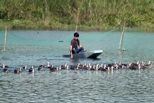 Nuôi vịt trời đem lại kinh tế khá cao cho gia đình anh Toàn.