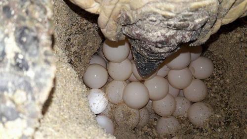 Rùa con sau khi nở được chăm sóc khỏe mạnh trước khi thả về biển. Thả rùa con về biển tại Khu bảo tồn biển Hòn Cau. Các tình nguyện viên luôn túc trực theo dõi và bảo vệ ổ rùa. Ổ trứng rùa tại Khu bảo tồn biển Hòn Cau. Rùa con sau khi nở được chăm sóc khỏe mạnh trước khi thả về biển. Thả rùa con về biển tại Khu bảo tồn biển Hòn Cau. Các tình nguyện viên luôn túc trực theo dõi và bảo vệ ổ rùa. Ổ trứng rùa tại Khu bảo tồn biển Hòn Cau.