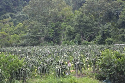 Vườn thanh long của ông Đinh Văn Cừ, xóm Vũ Ngược, xã Minh Thanh (Nguyên Bình). Vườn thanh long của ông Đinh Văn Cừ, xóm Vũ Ngược, xã Minh Thanh (Nguyên Bình).