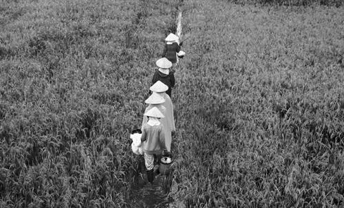 Đội nón lá trên đường về Lấy nón lá làm quạt Đội nón lá trên đường ra đồng Gánh hàng hoa Nón theo mẹ ra đồng Đội nón đi chợ Trên biển Đội nón lá cào don Nón lá trên đầu trong những mưu sinh thường nhật