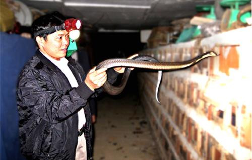 Giá trị độc đáo của sản phẩm làng nghề rắn xã Vĩnh Sơn là kết tinh truyền từ nhiều đời săn bắt và thuần dưỡng rắn của cư dân châu thổ sông Hồng. Ảnh:Nguồn vinhphuc.gov.vn Giá trị độc đáo của sản phẩm làng nghề rắn xã Vĩnh Sơn là kết tinh truyền từ nhiều đời săn bắt và thuần dưỡng rắn của cư dân châu thổ sông Hồng. Ảnh:Nguồn vinhphuc.gov.vn