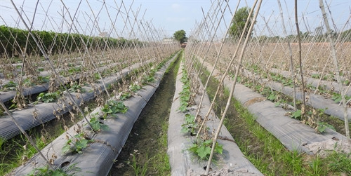 Ruộng mướp vụ 2 được gieo trồng trên luống rau màu vụ một vừa mới thu hoạch xong ở huyện Châu Thành.