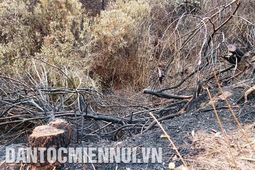 Sau đợt cháy rừng từ ngày 28 - 30/6, hàng trăm héc-ta rừng tại huyện Nghi Xuân (Hà Tĩnh) đã bị thiêu rụi, không còn khả năng tái sinh. Ảnh: Hoàng Ngà Khoảng 22 giờ ngày 26/6, một vụ cháy rừng đã xảy ra trên địa bàn xã Khánh Sơn 1, huyện Nam Đàn (Nghệ An), để lại nhiều thiệt hại nghiêm trọng. Trong ảnh: Chung tay với địa phương, cán bộ, chiến sĩ Bộ Chỉ huy quân sự tỉnh Nghệ An và Lữ đoàn công binh 414 tham gia chữa cháy rừng. Ảnh: TTXVN