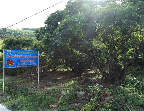 Trồng vải thiều ở Bắc Giang được cấp mã số vùng trồng xuất khẩu sang Nhật Bản góp phần nâng cao đời sống người dân. Ảnh: Đồng Thúy-TTXVN Trồng vải thiều ở Bắc Giang được cấp mã số vùng trồng xuất khẩu sang Nhật Bản góp phần nâng cao đời sống người dân. Ảnh: Đồng Thúy-TTXVN