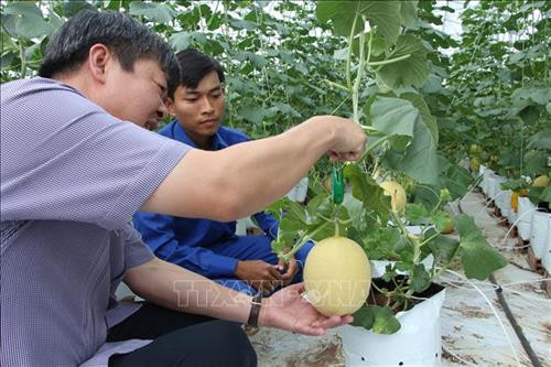 Hậu Giang tích cực nhân rộng các mô hình nông nghiệp công nghệ cao, thích ứng với biến đổi khí hậu trên địa bàn tỉnh. Ảnh: Hồng Thái - TTXVN Hậu Giang tích cực nhân rộng các mô hình nông nghiệp công nghệ cao, thích ứng với biến đổi khí hậu trên địa bàn tỉnh. Ảnh: Hồng Thái - TTXVN