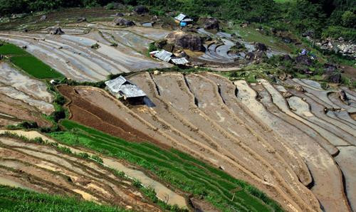 Người dân lấy nước vào ruộng chuẩn bị cho vụ lúa mới tại xã Tả Lèng, huyện Tam Đường tỉnh Lai Châu. Ảnh: Quý Trung - TTXVN Để có những thửa ruộng bậc thang chạy dài uốn quanh sườn núi là công sức của bao đời của nhân dân các vùng núi cao. Ảnh: Quý Trung - TTXVN Người dân tập trung cấy trên những cánh đồng đã đầy no nước trời tại xã Tả Lèng huyện Tam Đường tỉnh Lai Châu. Ảnh: Quý Trung - TTXVN Nhiều hộ dân có điều kiện đầu tư máy cầy để phục vụ cho một vụ mùa mới. Ảnh: Quý Trung - TTXVN Những cơn mưa lớn mang dòng nước nguồn từ trên các ngọn núi đổ xuống những ruộng bậc thang tạo thành những vệt màu đa sắc, càng làm sống động bức tranh bình dị của xã Tà Lèng, huyện Tam Đường tỉnh Lai Châu. Ảnh: Quý Trung - TTXVN Người dân lấy nước vào ruộng chuẩn bị cho vụ lúa mới tại xã Tả Lèng, huyện Tam Đường tỉnh Lai Châu. Ảnh: Quý Trung - TTXVN Để có những thửa ruộng bậc thang chạy dài uốn quanh sườn núi là công sức của bao đời của nhân dân các vùng núi cao. Ảnh: Quý Trung - TTXVN Người dân tập trung cấy trên những cánh đồng đã đầy no nước trời tại xã Tả Lèng huyện Tam Đường tỉnh Lai Châu. Ảnh: Quý Trung - TTXVN Nhiều hộ dân có điều kiện đầu tư máy cầy để phục vụ cho một vụ mùa mới. Ảnh: Quý Trung - TTXVN Những cơn mưa lớn mang dòng nước nguồn từ trên các ngọn núi đổ xuống những ruộng bậc thang tạo thành những vệt màu đa sắc, càng làm sống động bức tranh bình dị của xã Tà Lèng, huyện Tam Đường tỉnh Lai Châu. Ảnh: Quý Trung - TTXVN
