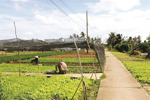 Trồng rau sạch, an toàn theo mô hình "cánh đồng lớn" tại xã Trí Lực, huyện Thới Bình (Cà Mau) Trồng rau sạch, an toàn theo mô hình "cánh đồng lớn" tại xã Trí Lực, huyện Thới Bình (Cà Mau)