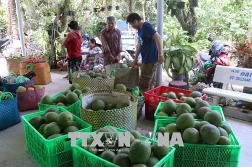 Liên kết doanh nghiệp thu mua, bao tiêu sản phẩm bưởi da xanh để xuất khẩu. Ảnh: Huỳnh Phúc Hậu - TTXVN