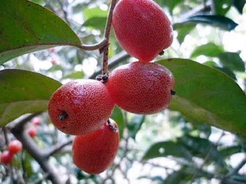 Kỹ thuật trồng cây nhót ngọt sai trĩu cành chỉ cần nắm vững việc cắt tỉa, chọn giống và chăm sóc đúng cách. Ảnh:vietq.vn Kỹ thuật trồng cây nhót ngọt sai trĩu cành chỉ cần nắm vững việc cắt tỉa, chọn giống và chăm sóc đúng cách. Ảnh:vietq.vn