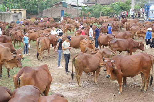 Chỉ tính riêng huyện Ba Vì, nơi có tổng đàn chăn nuôi lớn nhất thành phố Hà Nội, có 41.500 con bò thịt, bò sữa; đã quy hoạch và hình thành 10/31 xã chăn nuôi bò thịt trọng điểm với quy mô bình quân 5 con/hộ.