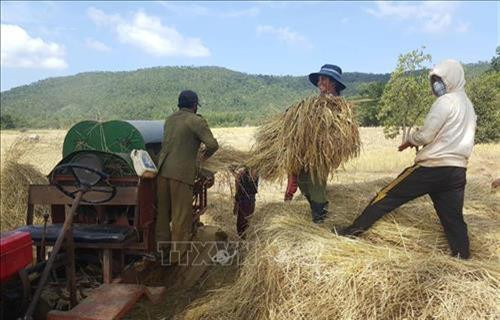 Người dân thu hoạch lúa Ba Chăm tại xã Đăk Trôi, huyện Mang Yang. Ảnh: Hoài Nam - TTXVN