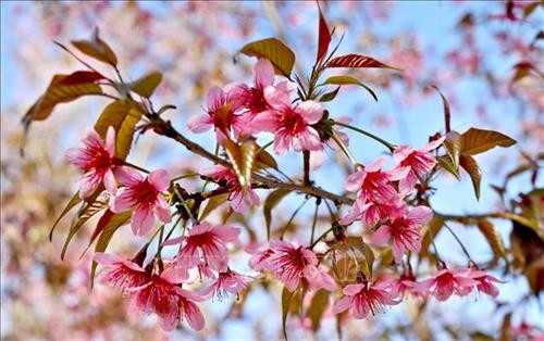 Hoa chỉ có năm cánh hồng với nhụy dài đỏ rực nở. Ảnh: Tuấn Anh - TTXVN Hoa chỉ có năm cánh hồng với nhụy dài đỏ rực nở. Ảnh: Tuấn Anh - TTXVN