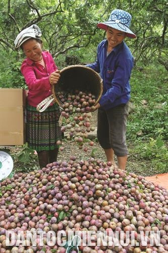 Mận hậu là cây xóa đói giảm nghèo của đồng bào ở Mộc Châu