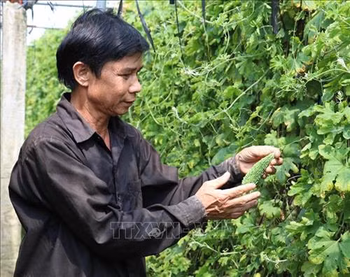 Anh Nguyễn Văn Tấn (Thái Bình) chăm sóc giàn cà chua và mướp đắng của gia đình. Ảnh: Nguyễn Công Hải - TTXVN