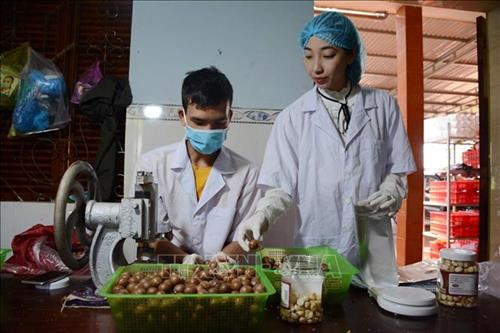 Chị Phương kiểm tra sản phẩm hạt mắc ca sấy nứt trước khi đóng gói. Ảnh: Hoài Thu – TTXVN Chị Phương kiểm tra sản phẩm hạt mắc ca sấy nứt trước khi đóng gói. Ảnh: Hoài Thu – TTXVN