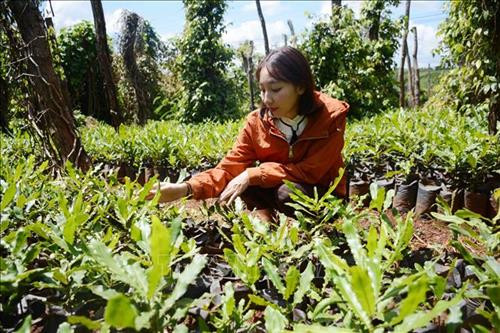 Phương kiểm tra cây giống mắc ca trước khi bán cho người nông dân. Ảnh: Hoài Thu – TTXVN. Phương kiểm tra cây giống mắc ca trước khi bán cho người nông dân. Ảnh: Hoài Thu – TTXVN.