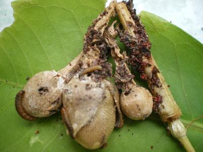 Quả sầu riêng non bị sâu. Ảnh: dost-bentre.gov.vn Quả sầu riêng non bị sâu. Ảnh: dost-bentre.gov.vn