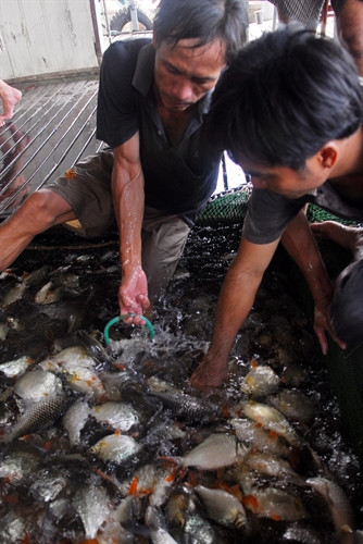 Thương lái thu mua cá. Thương lái thu mua cá.