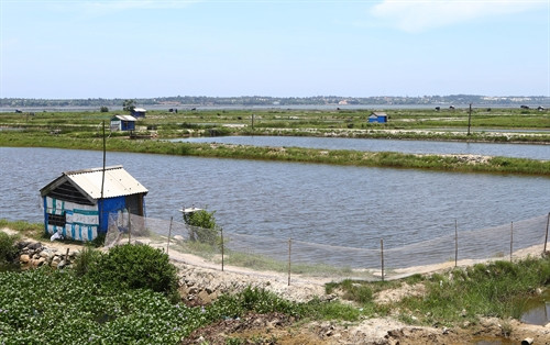 Hồ nuôi tôm bị bệnh trong vùng đầm phá Tam Giang ở thị trấn Sịa, huyện Quảng Điền. Hồ nuôi tôm bị bệnh trong vùng đầm phá Tam Giang ở thị trấn Sịa, huyện Quảng Điền.