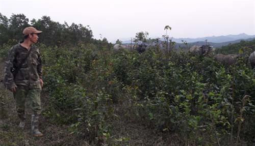 Đàn trâu của ông Mừng có 42 con. Hàng ngày ông vào rừng kiểm tra. Ảnh:danviet.vn Đàn trâu của ông Mừng có 42 con. Hàng ngày ông vào rừng kiểm tra. Ảnh:danviet.vn