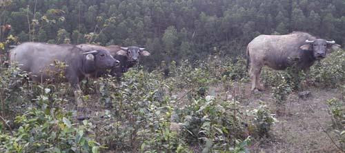 Cách chăn thả hoàn toàn tự nhiên, nên thịt trâu rất thơm ngon. Ông Mừng chưa bao giờ phải lo nghĩ đến đầu ra của gia súc. Ảnh: danviet.vn Cách chăn thả hoàn toàn tự nhiên, nên thịt trâu rất thơm ngon. Ông Mừng chưa bao giờ phải lo nghĩ đến đầu ra của gia súc. Ảnh: danviet.vn