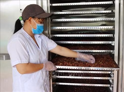 Máy sấy nông sản của Cơ sở chế biến nông sản Thùy Trang (thành phố Phan Rang – Tháp Chàm) được hỗ trợ từ nguồn vốn Chương trình Khuyến công Quốc gia năm 2018. Ảnh: Nguyễn Thành – TTXVN