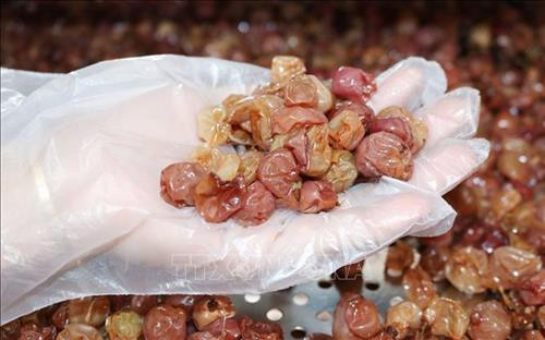 Ứng dụng máy sấy nông sản giúp nâng cao năng suất, chất lượng sản phẩm nho sấy. Ảnh: Nguyễn Thành – TTXVN Ứng dụng máy sấy nông sản giúp nâng cao năng suất, chất lượng sản phẩm nho sấy. Ảnh: Nguyễn Thành – TTXVN