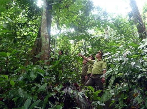 Cán bộ kiểm lâm và nhân viên tuần rừng Trạm kiểm lâm xã Sơn Phú, huyện Na Hang (Tuyên Quang) tuần tra bảo vệ rừng. Ảnh: Quang Đán – TTXVN Cán bộ kiểm lâm và nhân viên tuần rừng Trạm kiểm lâm xã Sơn Phú, huyện Na Hang (Tuyên Quang) tuần tra bảo vệ rừng. Ảnh: Quang Đán – TTXVN
