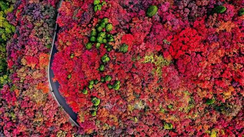 Du khách chiêm ngưỡng hàng cây lá phong đỏ tại Hàm Đan, tỉnh Hà Bắc, Trung Quốc. Ảnh: THX/TTXVN. Hoa cúc khoe sắc tại triển lãm hoa quốc tế Bắc Kinh, Trung Quốc. Ảnh: THX/ TTXVN Hoa cúc nở rộ tại Bắc Kinh, Trung Quốc. Ảnh: THX/TTXVN Người dân thăm triển lãm hoa quốc tế Bắc Kinh, Trung Quốc. Ảnh: THX/TTXVN Cảnh sắc mùa thu tại Tửu Tuyền, tỉnh Cam Túc, miền Tây Bắc Trung Quốc. Ảnh: THX/TTXVN Du khách chiêm ngưỡng cảnh đẹp tại Tửu Tuyền, tỉnh Cam Túc, miền Tây Bắc Trung Quốc. Ảnh: THX/TTXVN Mùa thu vàng hấp dẫn du khách tại Tửu Tuyền, tỉnh Cam Túc, miền Tây Bắc Trung Quốc. Ảnh: THX/TTXVN Sắc màu thu tại Khu tự trị Nội Mông, miền Bắc Trung Quốc. Ảnh: THX/TTXVN phát Sắc màu thu tại Tế Nam, tỉnh Sơn Đông, Trung Quốc ngày 21/10/2019. Ảnh: THX/TTXVN phát Du khách chiêm ngưỡng hàng cây lá phong đỏ tại Hàm Đan, tỉnh Hà Bắc, Trung Quốc. Ảnh: THX/TTXVN. Hoa cúc khoe sắc tại triển lãm hoa quốc tế Bắc Kinh, Trung Quốc. Ảnh: THX/ TTXVN Hoa cúc nở rộ tại Bắc Kinh, Trung Quốc. Ảnh: THX/TTXVN Người dân thăm triển lãm hoa quốc tế Bắc Kinh, Trung Quốc. Ảnh: THX/TTXVN Cảnh sắc mùa thu tại Tửu Tuyền, tỉnh Cam Túc, miền Tây Bắc Trung Quốc. Ảnh: THX/TTXVN Du khách chiêm ngưỡng cảnh đẹp tại Tửu Tuyền, tỉnh Cam Túc, miền Tây Bắc Trung Quốc. Ảnh: THX/TTXVN Mùa thu vàng hấp dẫn du khách tại Tửu Tuyền, tỉnh Cam Túc, miền Tây Bắc Trung Quốc. Ảnh: THX/TTXVN Sắc màu thu tại Khu tự trị Nội Mông, miền Bắc Trung Quốc. Ảnh: THX/TTXVN phát Sắc màu thu tại Tế Nam, tỉnh Sơn Đông, Trung Quốc ngày 21/10/2019. Ảnh: THX/TTXVN phát