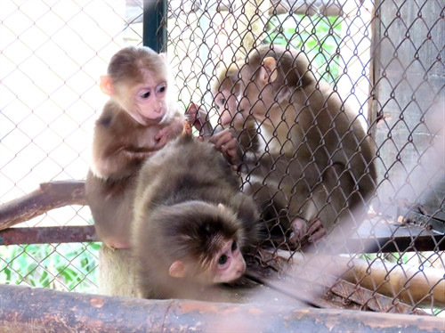 Linh trưởng được nuôi và bảo tồn tại Vườn Quốc gia Phong Nha - Kẻ Bàng.