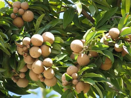 Kỹ thuật trồng cây hồng xiêm đơn giản, không tốn công mà cho quả sai. Ảnh: vietq.vn Kỹ thuật trồng cây hồng xiêm đơn giản, không tốn công mà cho quả sai. Ảnh: vietq.vn