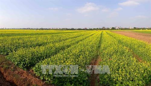 Cánh đồng hoa cải rộng hơn 100 ha của người dân xã Hồng Lý, huyện Vũ Thư (Thái Bình) trồng ngay sát bờ sông Hồng chủ yếu với mục đích phục vụ du khách bắt đầu trổ hoa vàng rực. Rất đông người dân địa phương và du khách từ nhiều tỉnh đã về xã Hồng Lý để ngắm cánh đồng hoa cải và chụp hình lưu niệm. Ảnh: Thế Duyệt - TTXVN Cánh đồng hoa cải rộng hơn 100 ha của người dân xã Hồng Lý, huyện Vũ Thư (Thái Bình) trồng ngay sát bờ sông Hồng chủ yếu với mục đích phục vụ du khách bắt đầu trổ hoa vàng rực. Rất đông người dân địa phương và du khách từ nhiều tỉnh đã về xã Hồng Lý để ngắm cánh đồng hoa cải và chụp hình lưu niệm. Ảnh: Thế Duyệt - TTXVN