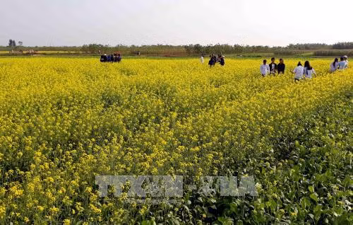 Cánh đồng hoa cải rộng hơn 100 ha của người dân xã Hồng Lý, huyện Vũ Thư (Thái Bình) trồng ngay sát bờ sông Hồng chủ yếu với mục đích phục vụ du khách bắt đầu trổ hoa vàng rực. Rất đông người dân địa phương và du khách từ nhiều tỉnh đã về xã Hồng Lý để ngắm cánh đồng hoa cải và chụp hình lưu niệm. Ảnh: Thế Duyệt - TTXVN