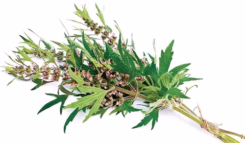 Vị thuốc ích mẫu từ thiên nhiên ảnh 1