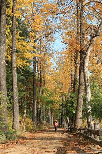 Chị Lee Yu Jin (ảnh) dạo bước trên con đường mùa thu rợp sắc vàng cây lá phong trên đảo Nami, Hàn Quốc. “Tôi là người Việt Nam, hiện sống tại Hàn Quốc được 11 năm. Vì thích đi du lịch và đam mê nhiếp ảnh, tôi thường ghi lại những khoảnh khắc bắt gặp trên hành trình. Với tôi, mùa thu Hàn Quốc đẹp như tranh vẽ”, nữ du khách nói. Ảnh: Lee Yu Jin. Chị Lee Yu Jin (ảnh) dạo bước trên con đường mùa thu rợp sắc vàng cây lá phong trên đảo Nami, Hàn Quốc. “Tôi là người Việt Nam, hiện sống tại Hàn Quốc được 11 năm. Vì thích đi du lịch và đam mê nhiếp ảnh, tôi thường ghi lại những khoảnh khắc bắt gặp trên hành trình. Với tôi, mùa thu Hàn Quốc đẹp như tranh vẽ”, nữ du khách nói. Ảnh: Lee Yu Jin.