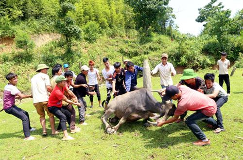 Địa đểm tổ chức Lễ hội Khô Già Già thường là một bãi đất rộng cạnh bìa rừng. Nơi đây có lán thờ được người dân làm bằng gỗ, lợp mái cỏ. Lễ hội thường diễn ra vào đầu tháng 6 âm lịch. Mở đầu là nghi thức mổ trâu hiến tế thần linh thu hút đông thanh niên, trai tráng tham gia Vào ngày hôm sau, mỗi gia đình đều tự chuẩn bị mâm lễ vật mang đến rừng làm lễ cúng thần linh. Mỗi mâm lễ, ngoài thịt trâu còn có các nông sản do người dân tự trồng cấy, chăn nuôi được như thịt gà, thịt lợn, đậu tương, bí đỏ, lạc rang, rượu trắng… Thầy cúng tại thôn Choản Thèn, xã Y Tý chuẩn bị đồ cho lễ cúng. Hai thầy cúng chính thực hiện nghi lễ cúng thần đất, thần nước, thần rừng. Các thầy cúng còn làm lễ cúng tại cột đu quay, đu dây và thực hiện nghi thức thử đu để kiểm tra độ an toàn trước khi cho phép người dân và trẻ em tham gia. Sau nghi lễ cúng, các mâm lễ vật được chuyển vào lán thờ và đại diện các gia đình ngồi ăn cơm, uống rượu, chia sẻ kinh nghiệm sản xuất. Người dân trong thôn được nghỉ 3 ngày để vui chơi, kiêng vào rừng chặt cây, lấy củi, đào đất… Lễ hội Khô Già Già chứa đựng ý nghĩa nhân văn sâu sắc, được đồng bào Hà Nhì đen trên vùng cao Bát Xát gìn giữ qua nhiều thế hệ. Địa đểm tổ chức Lễ hội Khô Già Già thường là một bãi đất rộng cạnh bìa rừng. Nơi đây có lán thờ được người dân làm bằng gỗ, lợp mái cỏ. Lễ hội thường diễn ra vào đầu tháng 6 âm lịch. Mở đầu là nghi thức mổ trâu hiến tế thần linh thu hút đông thanh niên, trai tráng tham gia Vào ngày hôm sau, mỗi gia đình đều tự chuẩn bị mâm lễ vật mang đến rừng làm lễ cúng thần linh. Mỗi mâm lễ, ngoài thịt trâu còn có các nông sản do người dân tự trồng cấy, chăn nuôi được như thịt gà, thịt lợn, đậu tương, bí đỏ, lạc rang, rượu trắng… Thầy cúng tại thôn Choản Thèn, xã Y Tý chuẩn bị đồ cho lễ cúng. Hai thầy cúng chính thực hiện nghi lễ cúng thần đất, thần nước, thần rừng. Các thầy cúng còn làm lễ cúng tại cột đu quay, đu dây và thực hiện nghi thức thử đu để kiểm tra độ an toàn trước khi cho phép người dân và trẻ em tham gia. Sau nghi lễ cúng, các mâm lễ vật được chuyển vào lán thờ và đại diện các gia đình ngồi ăn cơm, uống rượu, chia sẻ kinh nghiệm sản xuất. Người dân trong thôn được nghỉ 3 ngày để vui chơi, kiêng vào rừng chặt cây, lấy củi, đào đất… Lễ hội Khô Già Già chứa đựng ý nghĩa nhân văn sâu sắc, được đồng bào Hà Nhì đen trên vùng cao Bát Xát gìn giữ qua nhiều thế hệ.
