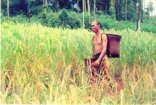 Già làng dân tộc M'nông trên rẫy lúa sắp đến mùa thu hoạch Già làng dân tộc M'nông trên rẫy lúa sắp đến mùa thu hoạch