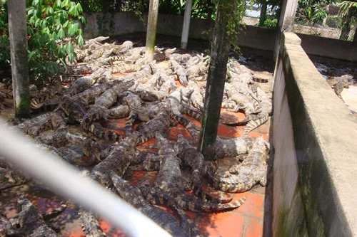 Một góc trang trại cá sấu của ông Nguyễn Thanh Phong
