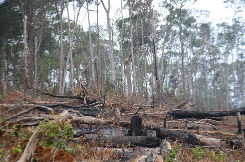 Những gốc cây được đốt đi sau khi bị chặt phá.