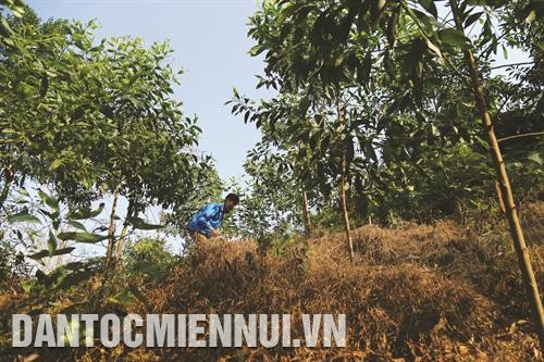 Bên cạnh việc bảo vệ diện tích rừng hiện có, huyện Quang Bình còn tranh thủ khai thác lợi ích rừng bằng cách trồng cây xen canh dưới tán rừng. Trong ảnh: Đồng bào mua cây giống để trồng xen canh dưới tán rừng. Ảnh: DTMN Keo và xoan là 2 loại cây phù hợp với khí hậu và thổ nhưỡng ở huyện Quang Bình. Ảnh: DTMN