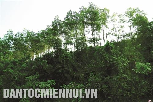 Diện tích rừng trồng của huyện Quang Bình ngày càng tăng, độ che phủ năm sau cao hơn năm trước. Ảnh: DTMN