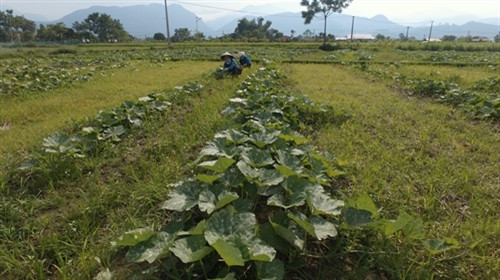 Huyện Văn Chấn khuyến khích đồng bào chuyển dịch cơ cấu cây trồng, góp phần nâng cao hiệu quả sản xuất