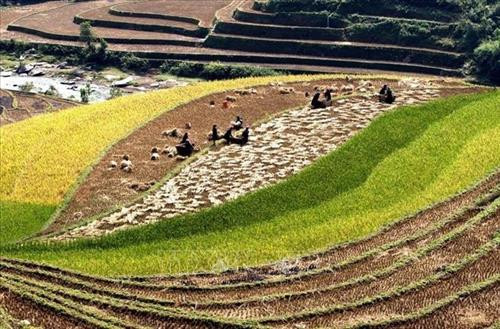 Ngày mùa vùng cao Tây Bắc. Ảnh: TTXVN Ruộng bậc thang - Nét đẹp văn hóa và công trình nghệ thuật độc đáo của đồng bào các dân tộc vùng cao phía Bắc. Ảnh: TTXVN Vẻ đẹp thơ mộng trên các thửa ruộng bậc thang huyện Mù Cang Chải, tỉnh Yên Bái trong mùa nước đổ. Ảnh: TTXVN Mùa gặt trên những thửa ruộng bậc thang huyện Mù Cang Chải (Yên Bái). Ảnh: TTXVN Rực rỡ mùa vàng Mù Cang Chải. Ảnh: TTXVN Thửa ruộng bậc thang hình trái tim ở xã La Pán Tẩn, huyện Mù Cang Chải, tỉnh Yên Bái. Ảnh: TTXVN Ruộng bậc thang Mù Cang Chải vào mùa lúa chín. Ảnh: TTXVN Vẻ đẹp ruộng bậc thang đồi Mâm Xôi, xã La Pán Tẩn, huyện Mù Cang Chải (Yên Bái). Ảnh: TTXVN Ngày mùa vùng cao Tây Bắc. Ảnh: TTXVN Ruộng bậc thang - Nét đẹp văn hóa và công trình nghệ thuật độc đáo của đồng bào các dân tộc vùng cao phía Bắc. Ảnh: TTXVN Vẻ đẹp thơ mộng trên các thửa ruộng bậc thang huyện Mù Cang Chải, tỉnh Yên Bái trong mùa nước đổ. Ảnh: TTXVN Mùa gặt trên những thửa ruộng bậc thang huyện Mù Cang Chải (Yên Bái). Ảnh: TTXVN Rực rỡ mùa vàng Mù Cang Chải. Ảnh: TTXVN Thửa ruộng bậc thang hình trái tim ở xã La Pán Tẩn, huyện Mù Cang Chải, tỉnh Yên Bái. Ảnh: TTXVN Ruộng bậc thang Mù Cang Chải vào mùa lúa chín. Ảnh: TTXVN Vẻ đẹp ruộng bậc thang đồi Mâm Xôi, xã La Pán Tẩn, huyện Mù Cang Chải (Yên Bái). Ảnh: TTXVN