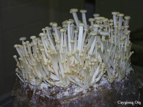 Trồng nấm kim châm. Ảnh : caygiong.org Trồng nấm kim châm. Ảnh : caygiong.org